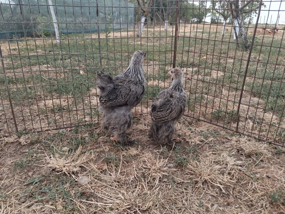 Brahma herminat inchis