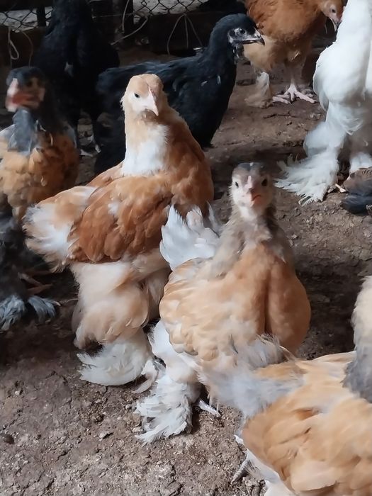 Курицы  домашние