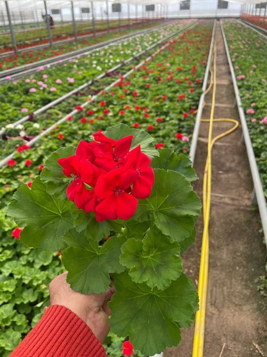 Geran felargonya yani felargonium