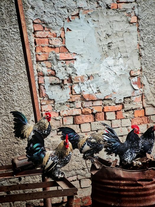 Vând oua mii de flori