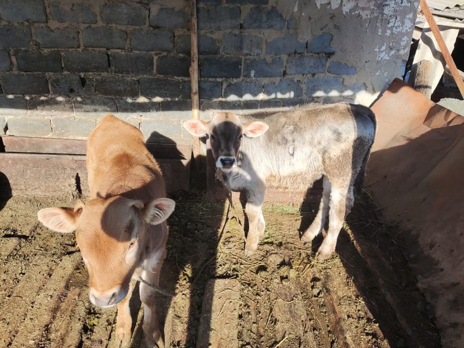 Продам теленка 6 месяцев