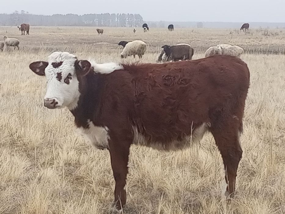 Продам  телочку  !