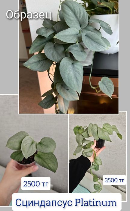 Сциндапсус комнатные цветы