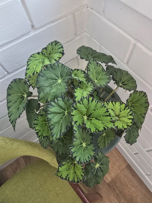 Продам  Бегонию.