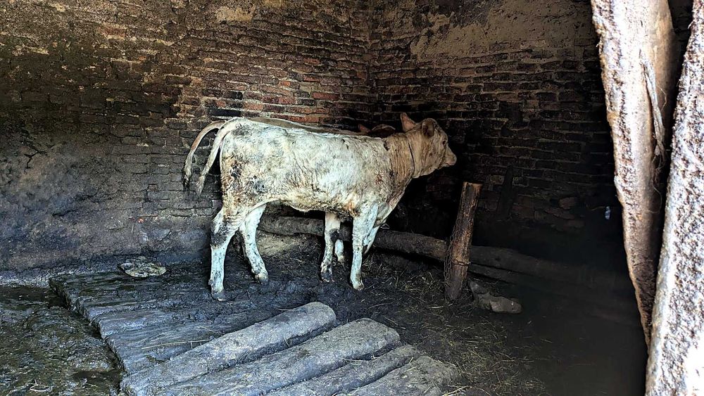 De vânzare viței, tauri, bovine și oi sănătoase! (Pelișor, Sibiu)