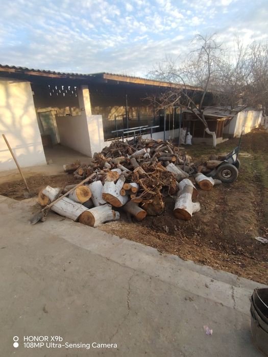 Utin bor mevali daraxtniki