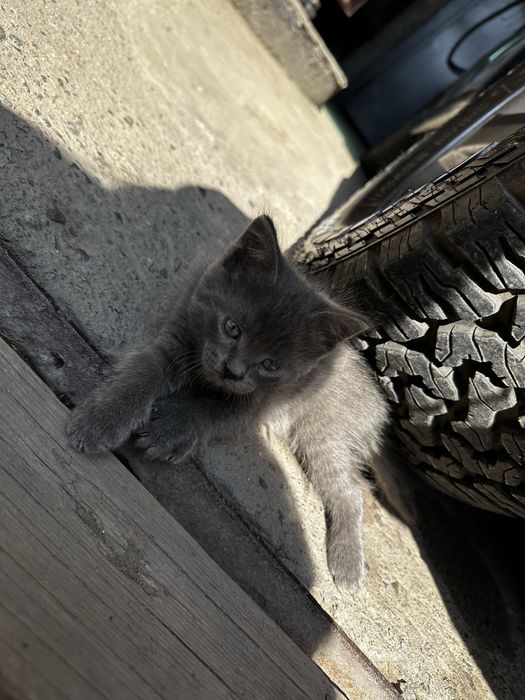 Котята бесплатно
