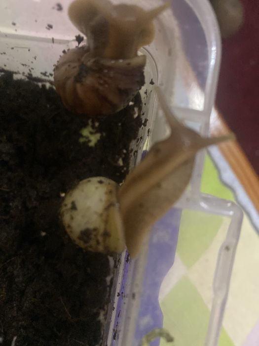 Ulitka ishtahasi yaxshi