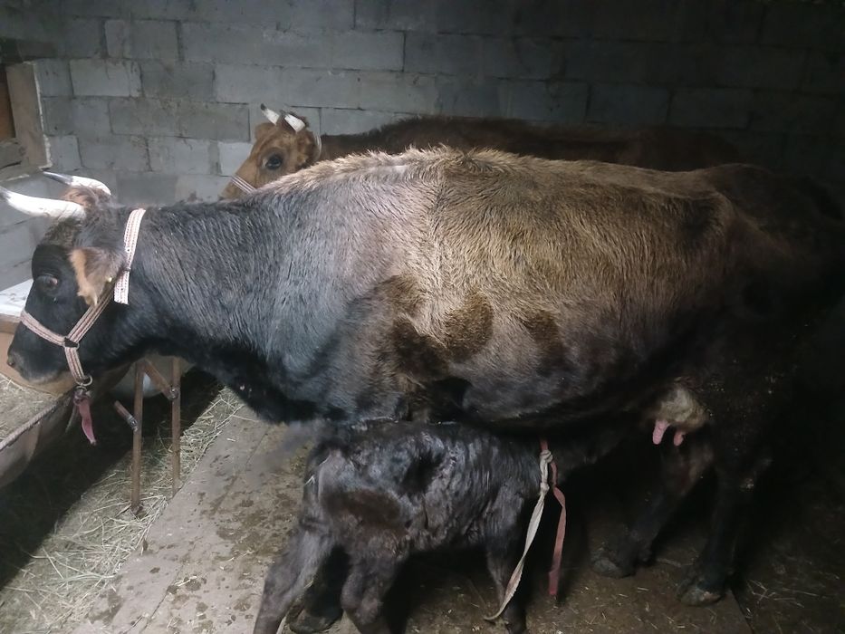 Сиырлар сатамын бузауларымен