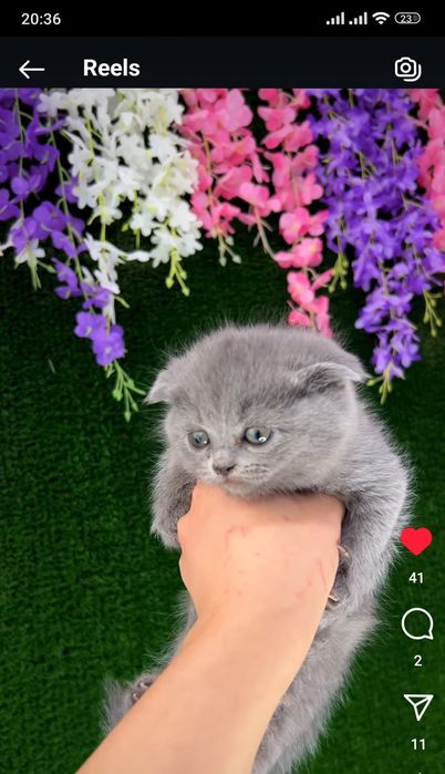 Кошечки " Скоттиш-фолд"