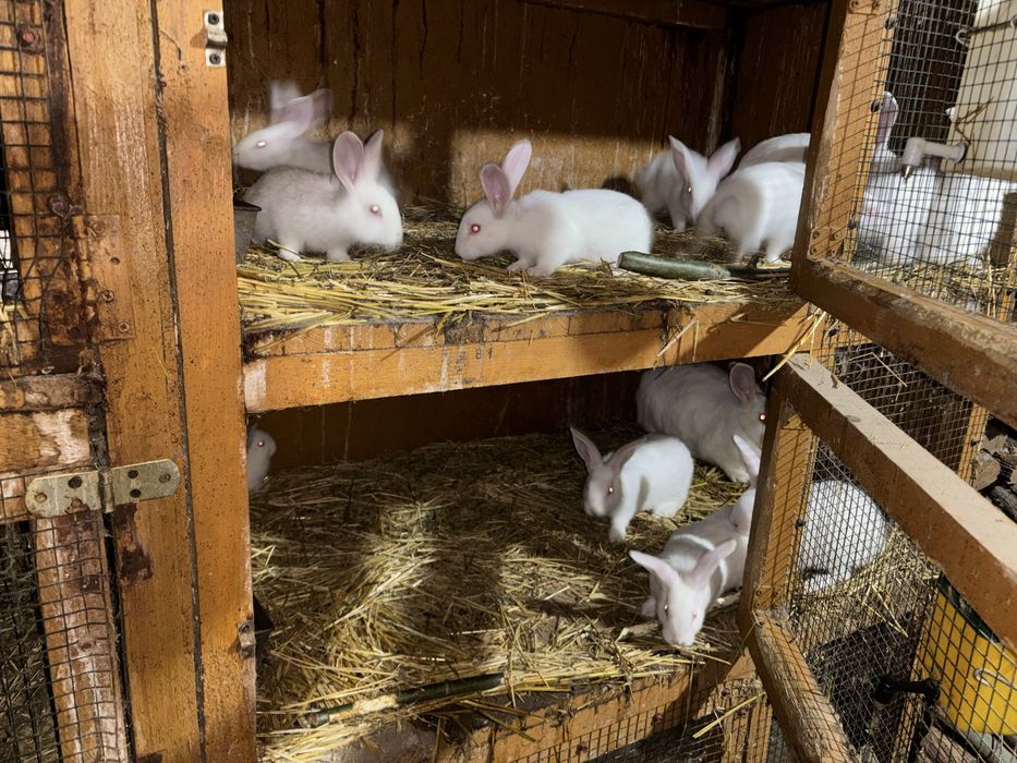 Iepuri schimb cu perusi