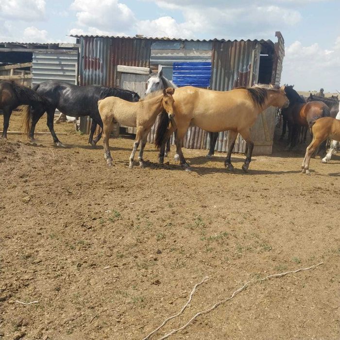 Продам кобылу полукровка