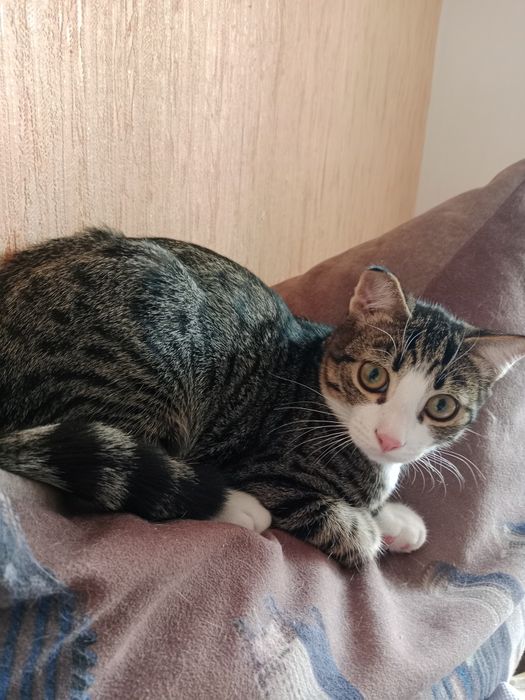 Отдам котика мышелова