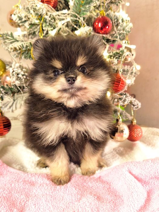 Мини шпицы девочки тип мишка