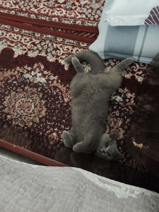 British skotish strayt