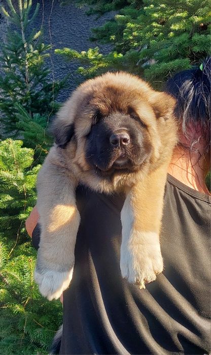 Щенки Кавказской овчарки