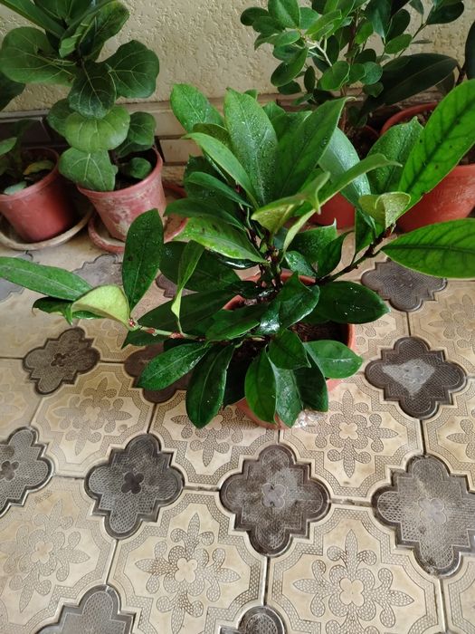 Honaki gullar, gul, комнатные растения, цветы