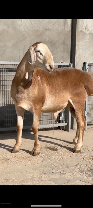 Qõy qoy Qoʻchqor кой sotiladi