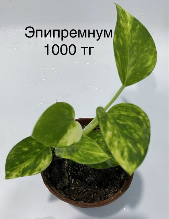 Комнатные растения