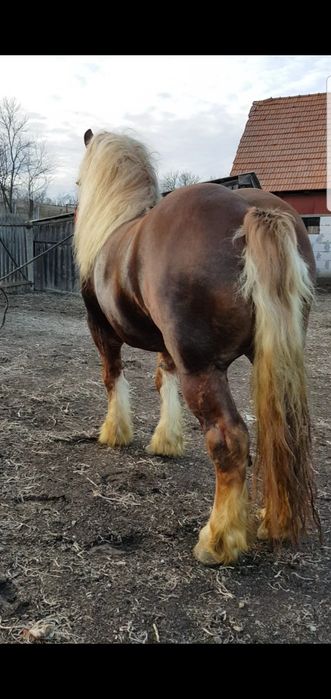 Armasar de monta  Gelu