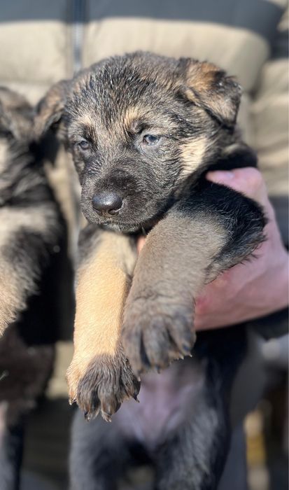 Восточное европейская овчарка