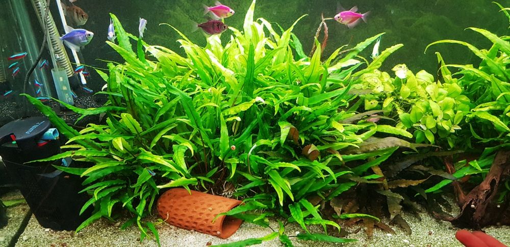Растения за аквариум 6 вида