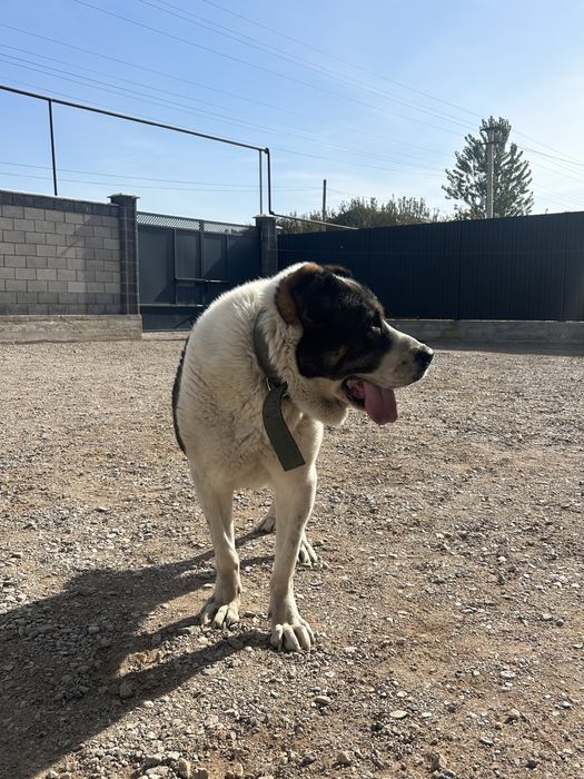 Продам алабай девочка 3 года тяж