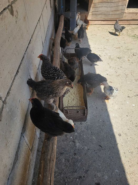 Vând pui de 6 saptamani