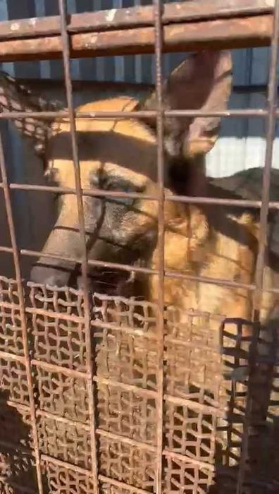 Баксу нужен дом!