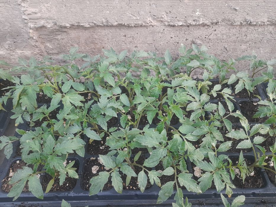 Қызанақ тәтті бұрыш көшеттері бар