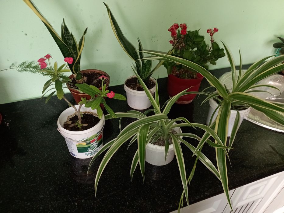 Комнатные цветы  по  2 тыс тенге