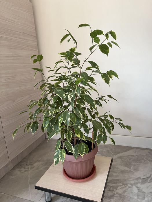 Фикус Бенжамина