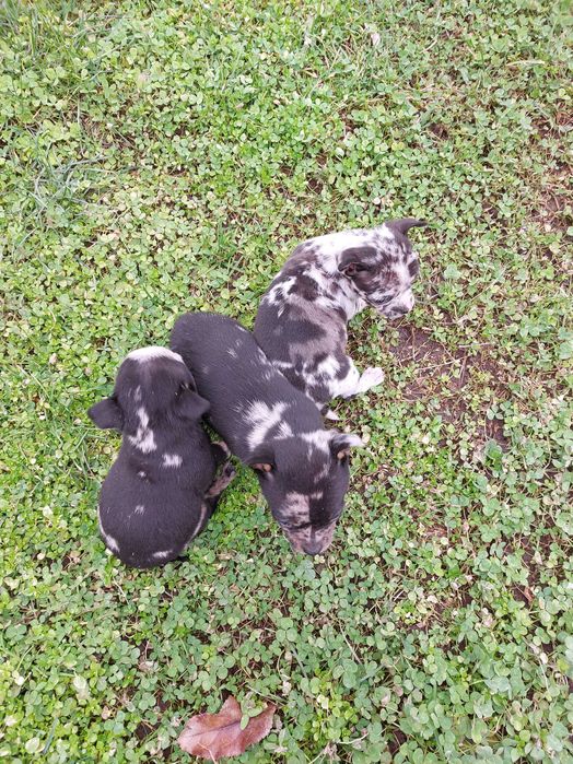 Пинчер уникат...