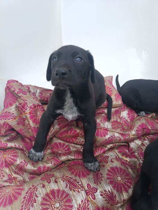 Бесплатно в добрые руки