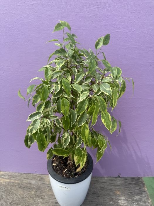 Продам фикусы сортовые