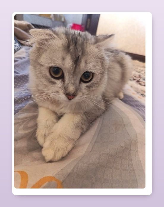 Scottish fold seriy