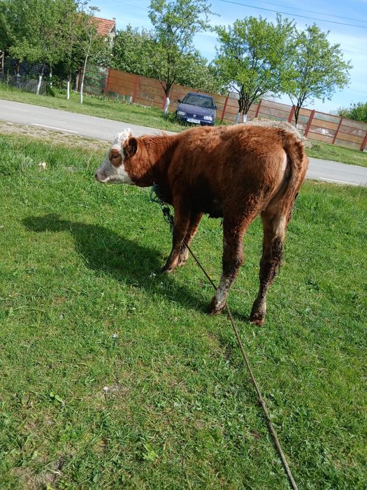 Vând vițea  la 5 luni bălțată