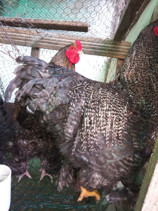 Cocosi Araucana, Australorp și Brahma , precum și oua de incubat