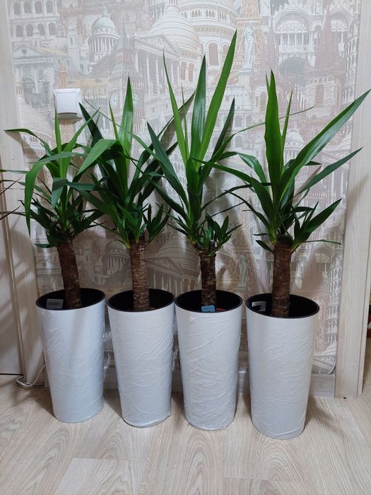 Цветы для офиса и квартир