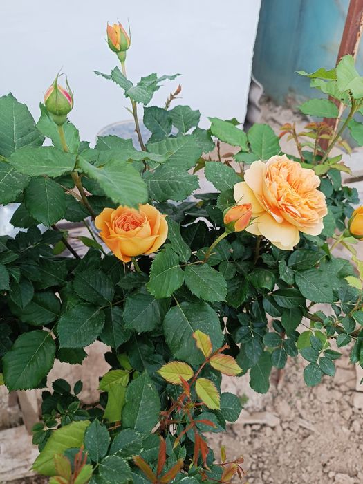 atirgul ko'chatllari sotamiz