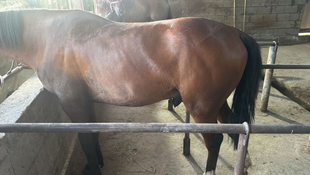 Семіз Құнан откорм ( Лошадь, Тай , Жылкы )