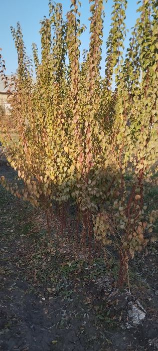 Mevali koʻchatlar sotiladi