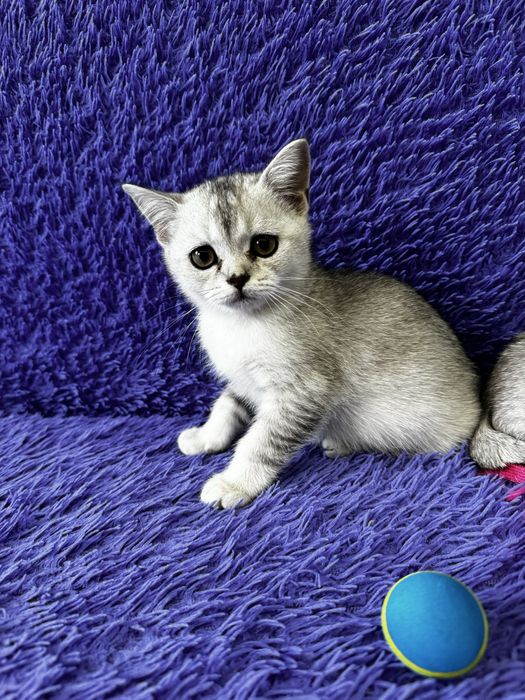 Шиншилла золото серебро