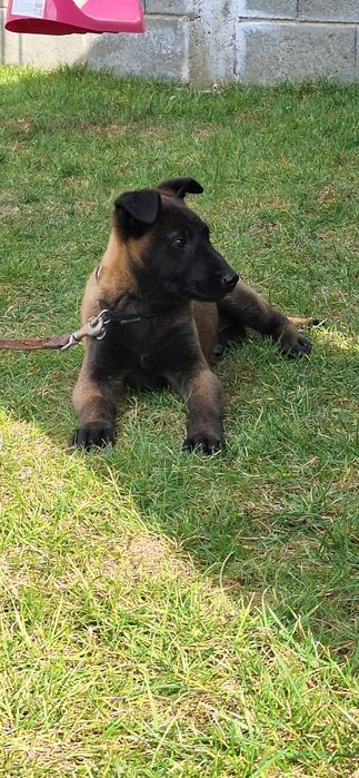 Ciobanesc belgian malinois