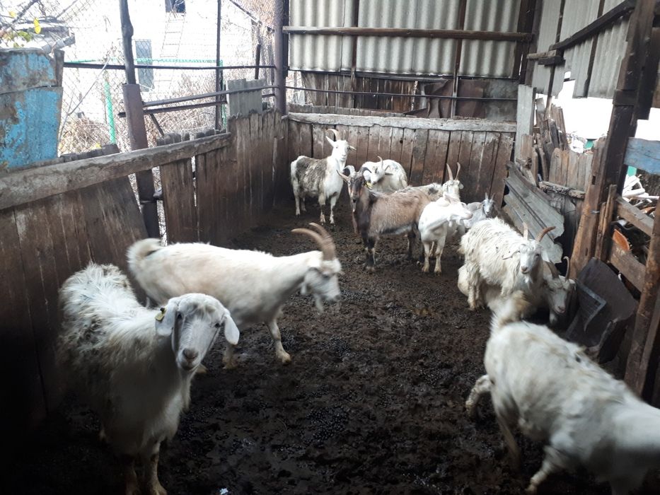 Ешкі серке козел коза