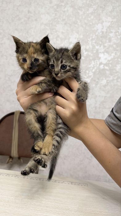 Котята (мушук) БЕСПЛАТНО