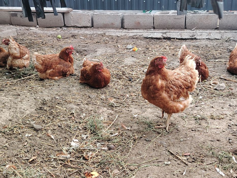 продам курей и петуха