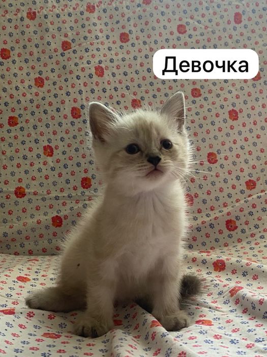 Отдам котят бесплатно