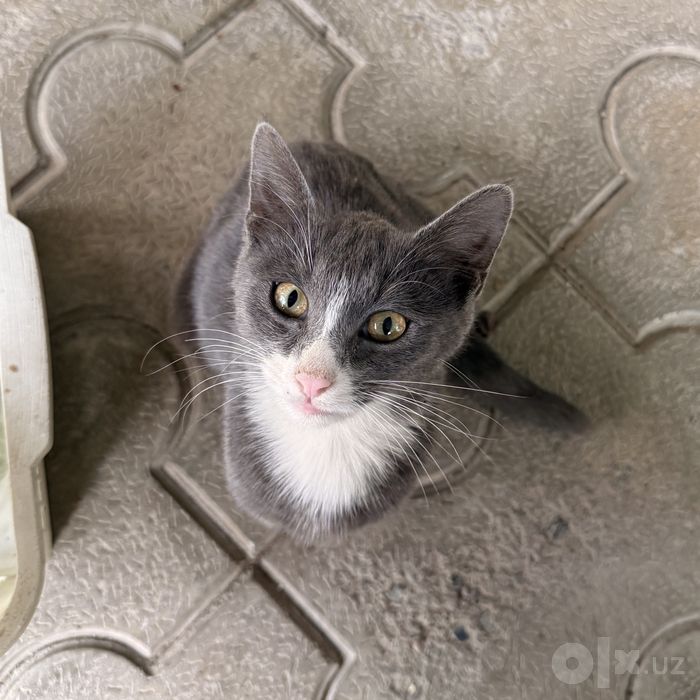 В добрые руки котенок