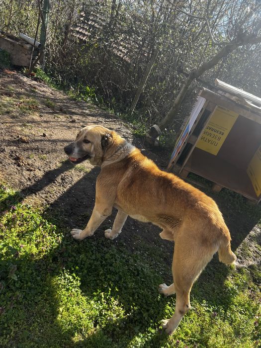 Куче алабай.           .